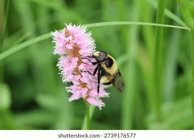 Bumble Bee Hover Fly, Volucella bombylans  is a large species of hoverfly belonging to the family Syrphidae.