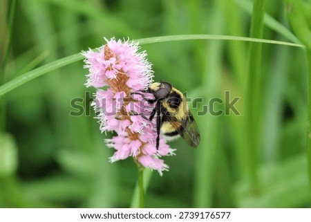 Bumble Bee Hover Fly, Volucella bombylans  is a large species of hoverfly belonging to the family Syrphidae.