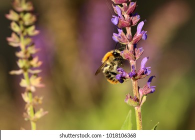 Bumble bee, Hummel