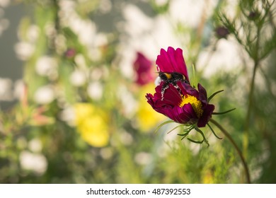 Short Haired Bumblebee Images Stock Photos Vectors Shutterstock