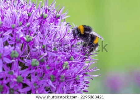 Bumble Bee Macro Shot - Kew garden