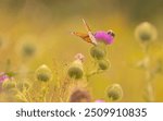 A bumble bee and a monarch butterfly on a wild flower in the meadow.