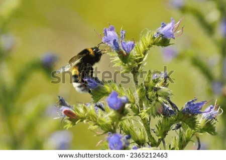 Bumble bee on blooming bugle
(Ajuga sp.)