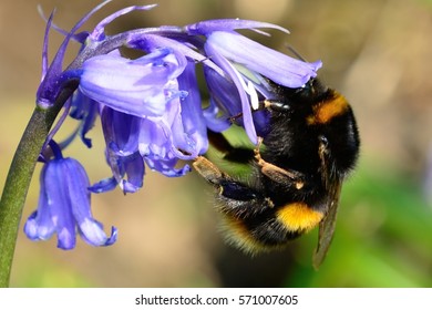 Bumble Bee On A Bluebell