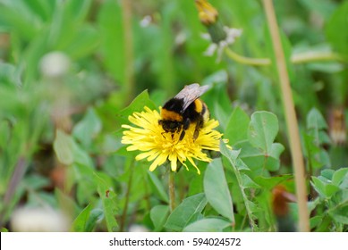 Bumble Bee on dandelion flower in springtime. Collecting nectar
