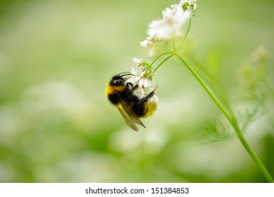 Bumble Bee On A Flower