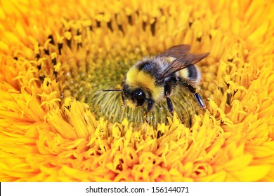 Bumble Bee On A Flower