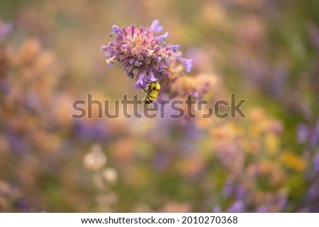 Similar – Hummel auf einer vom Sonnenlicht beleuchteten Wiese, um Nektar zu sammeln. Sonnenuntergang, warmes Licht