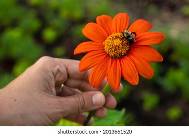 Bumble Bee On Flower In Hand