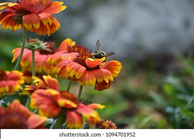 Bumble Bee On A Flower At The University Of Florida Campus In Gainesville, Florida.