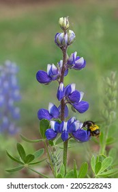 A Bumble Bee On The Lupin Flower