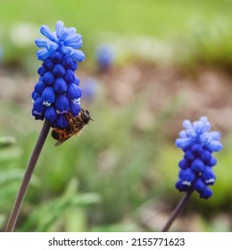 Bumble bee on Muscari flower known as Mouse hyacinth.