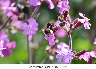 Bumble Bee on purple flowers. British Bumble Bee feeding on plant nectar