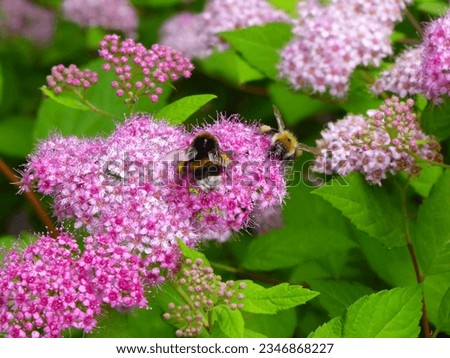 bumble bee on Spiraea Double Play Big Bang shrub
