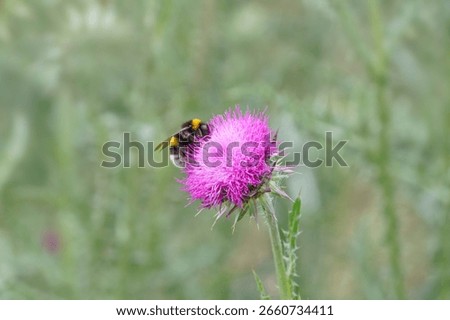 A Bumble bee on a thistle
