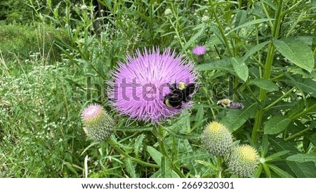 Bumble Bee on a Thistle