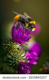 Bumble bee on thistle close up