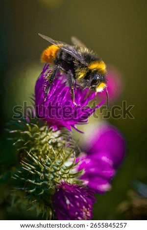 Bumble bee on thistle close up