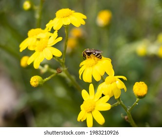 Bumble Bee on a yellow flower on green background