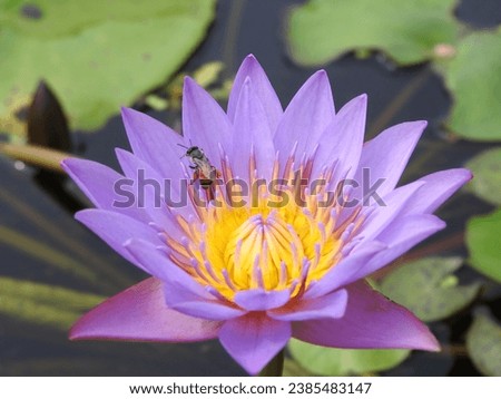 Bumble Bee Polimating Lotus Flowers Stock fotó © 