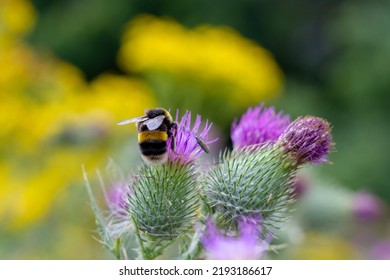 Bumble Bee Pollenating Worcester UK