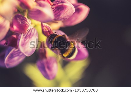 Bumble Bee pollinating and collecting nectar from a Lupin flower in the garden at the Sunset. Shallow debth of field Stock photo © 