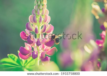 Bumble Bee pollinating and collecting nectar from a Lupin flower in the garden at the Sunset. Shallow debth of field Stock photo © 