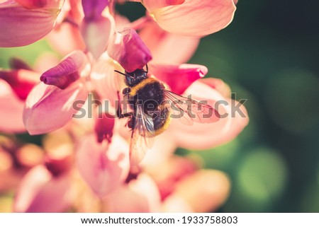 Bumble Bee pollinating and collecting nectar from a Lupin flower in the garden at the Sunset. Shallow debth of field Stock photo © 