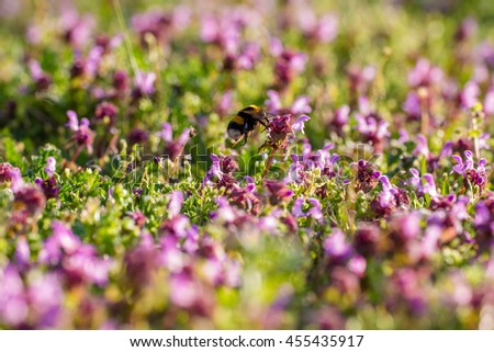 Similar – Hummel auf einer vom Sonnenlicht beleuchteten Wiese, um Nektar zu sammeln. Sonnenuntergang, warmes Licht