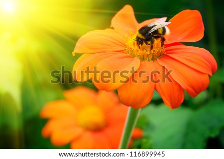 Bumble bee pollinating a flower lit by the sun
