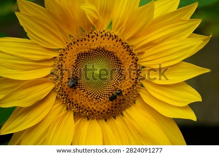 Bumble bee and a regular bee pollinating a sunflower