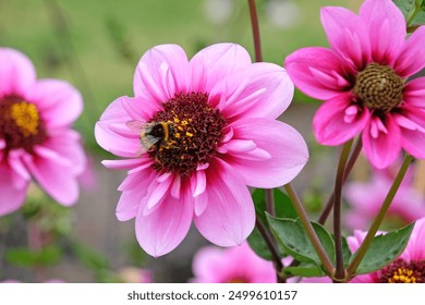 A bumble bee rest on the Pink and purple collarette Dahlia ‘Skyfall’ in flower.