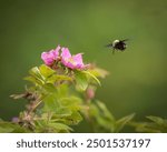 A bumble bee and roses