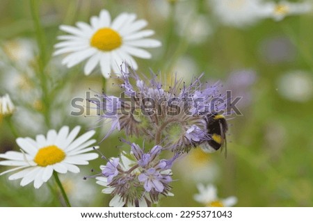 A bumble bee seeks nectar from a purple wildflower in front of several daisy flowers in the background
