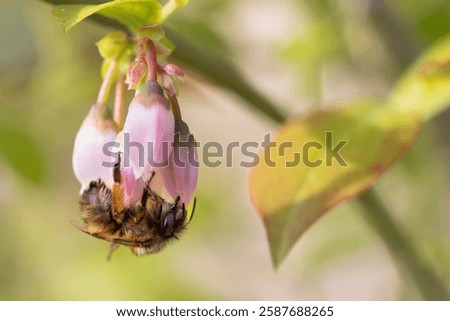 bumble bee sipping nectar on a blueberry blossom in spring. Conservation concept and species care.