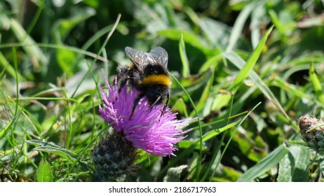 Bumble Bee Sitting On Flower