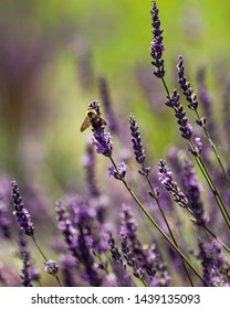 Bumble bee sitting on Lavender - Shutterstock ID 1439135093