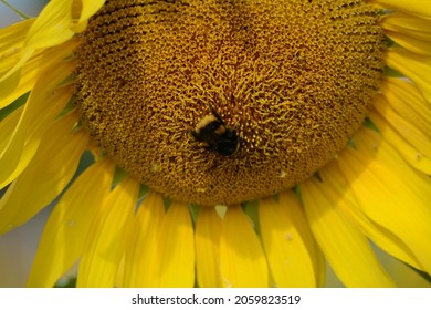 A Bumble Bee Sitting On A Sunflower,  Suffolk, England, UK 