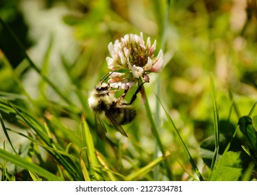 Bumble Bee - Spring In Pacific North West