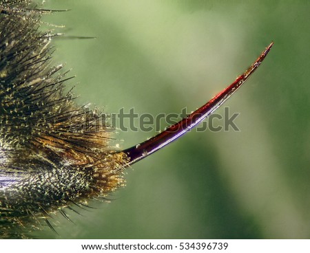 Bumble bee stinger, abdomen, hair and pollen