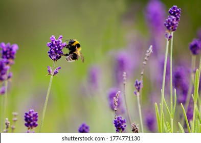 Bumble bee sucking nectar from lavender