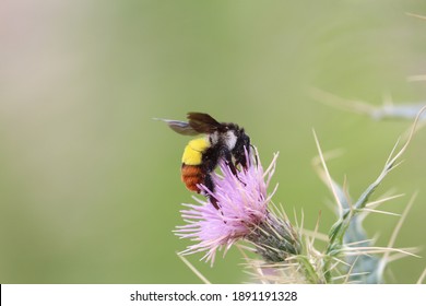 Bumble Bee In The Wild Foraging On A Spiny Plant.