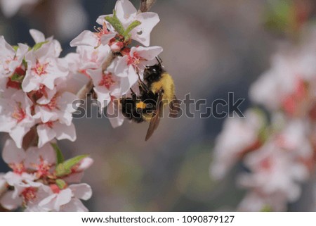 Bumble bee at work pollinating the flower of the nanking cherry blossoms