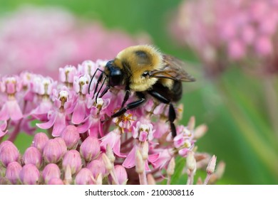 Bumble Bees And Flowers Pollinating Late Summer
