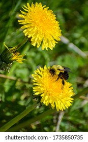 Bumble bees and honeybees on top of dandelions