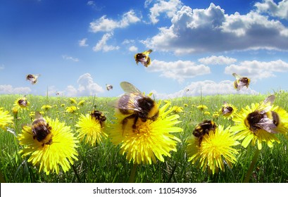 Bumble bees in the meadow of flowers