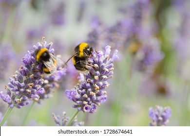 Bumble bees pollinating lavender (lavandula angustifolia) flowers. Insect pollination in summer, UK