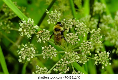Bumblebee