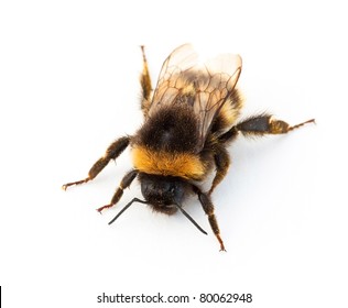 Bumblebee against a white background