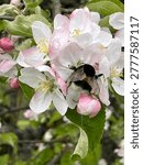Bumblebee in apple blossoms. Spring background.